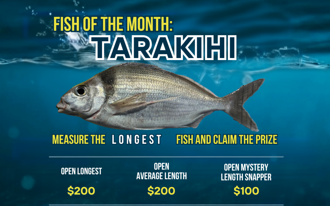 Whakatane Sport Fishing Club monthly competition poster. This moth Tarakihi